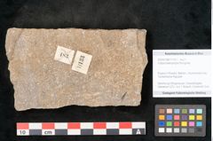 Foto (Objekt + Etikett) von Voltzia heterophylla Brongniart (NHMW-GEO-2024-0188-11133)